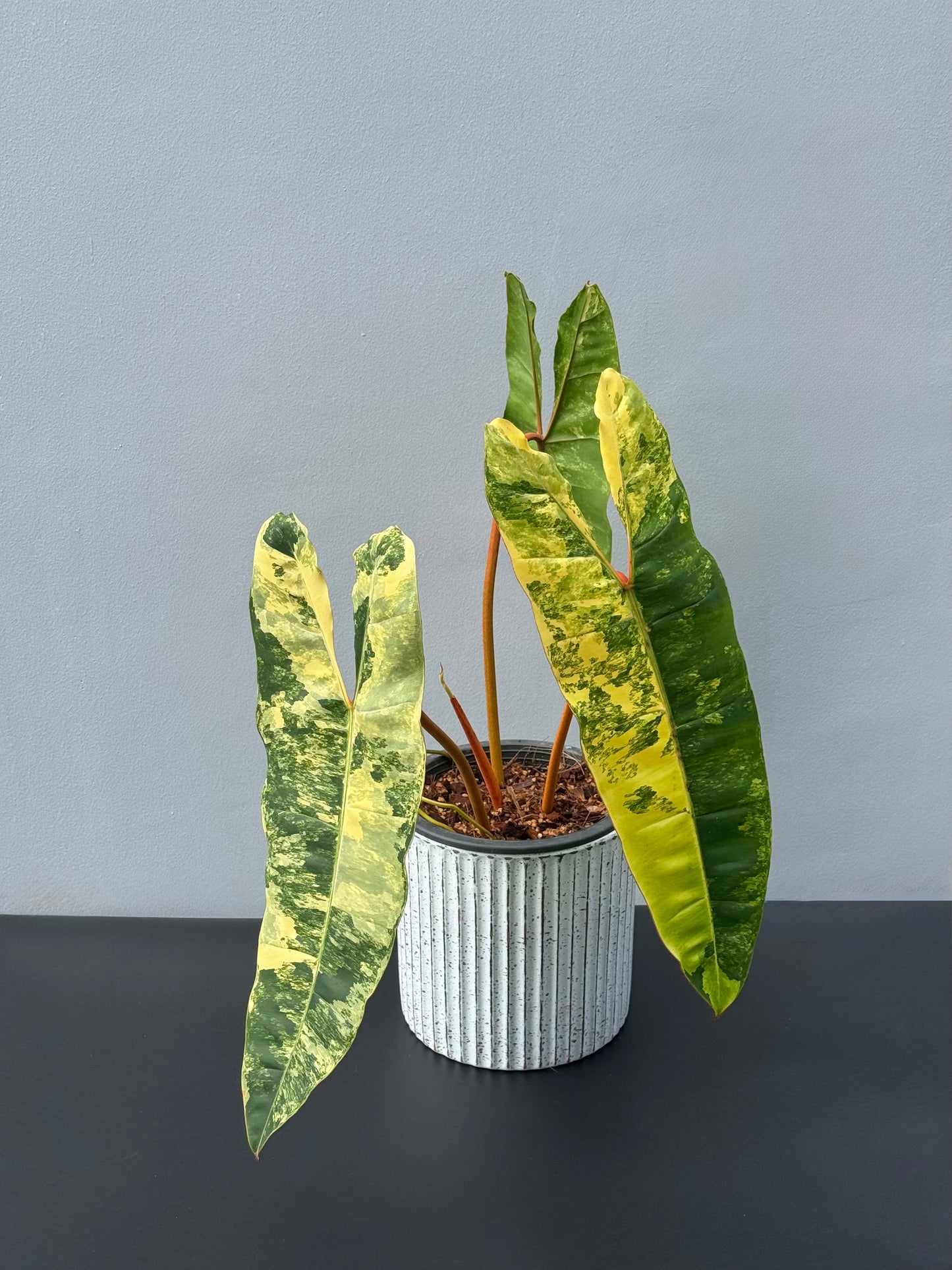 Philodendron Billietiae Variegated