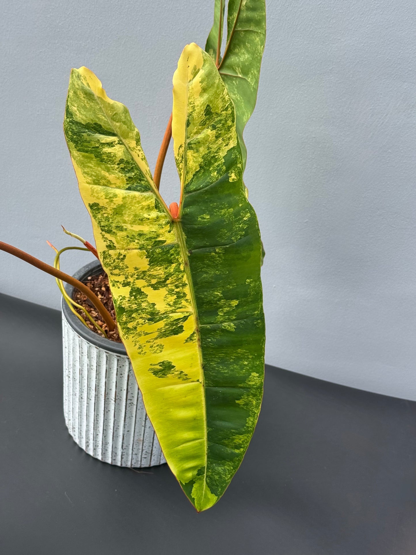 Philodendron Billietiae Variegated