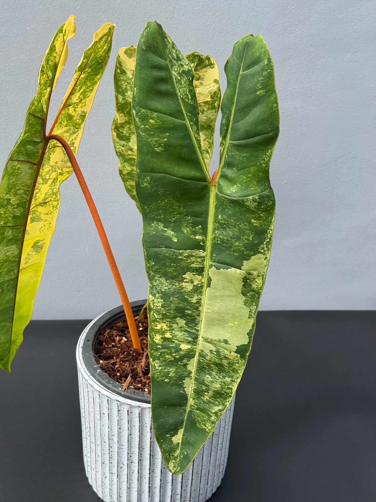 Philodendron Billietiae Variegated