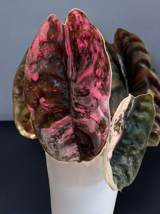 Alocasia Cuprea Pink Variegated