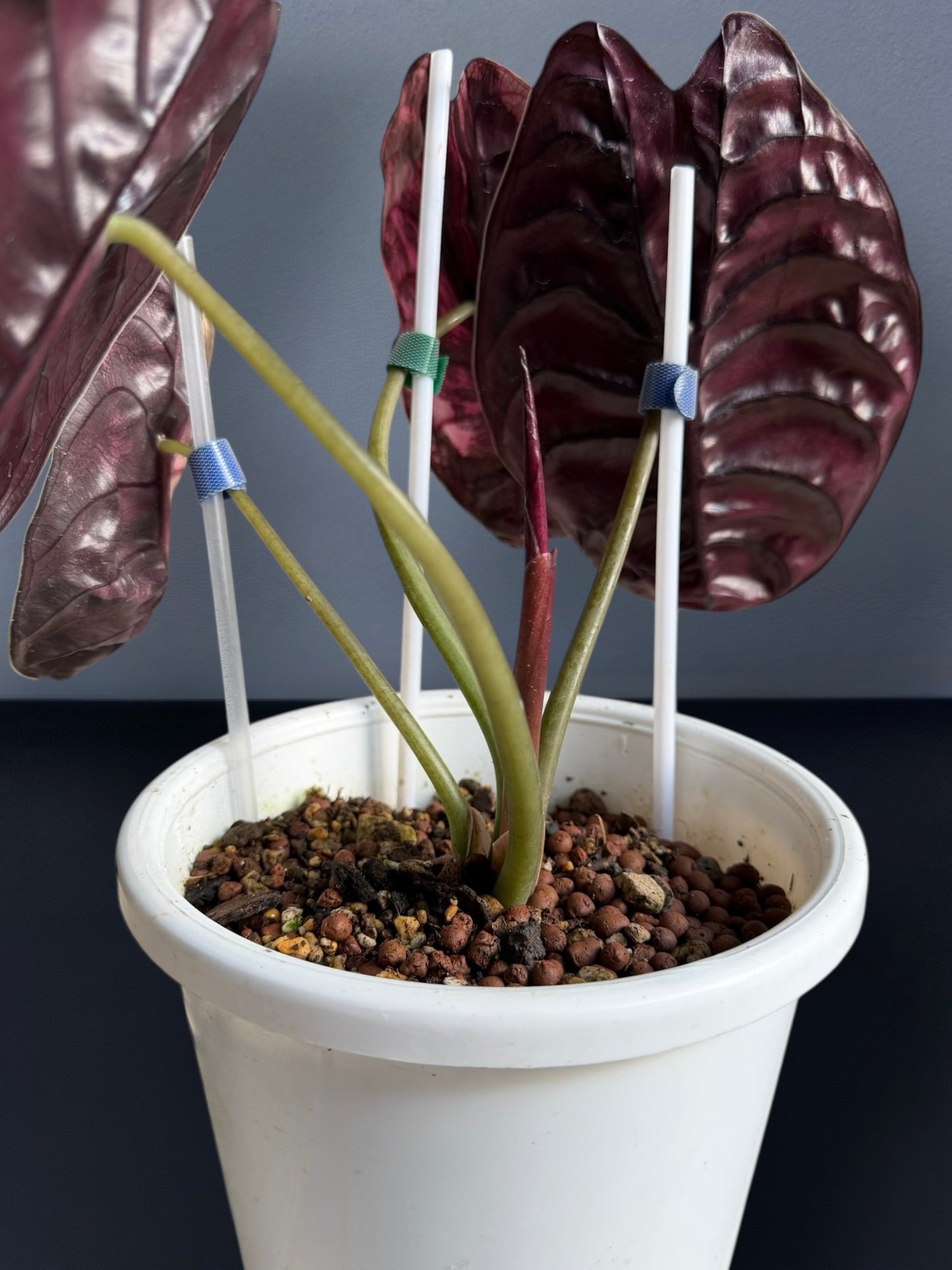 Alocasia Cuprea Pink Variegated