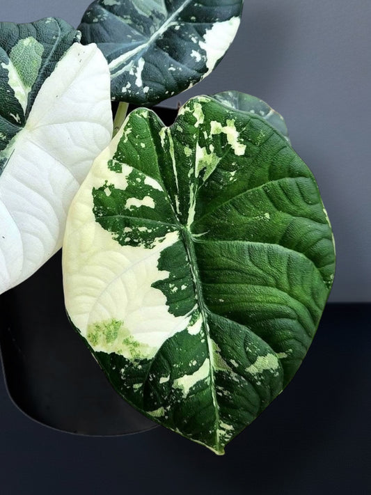 Alocasia Maharani Albo Variegated