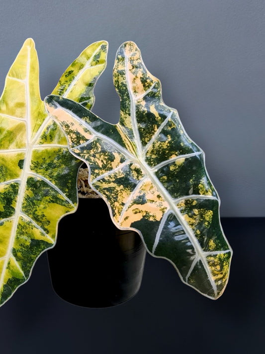 Alocasia Sanderiana Aurea Variegated