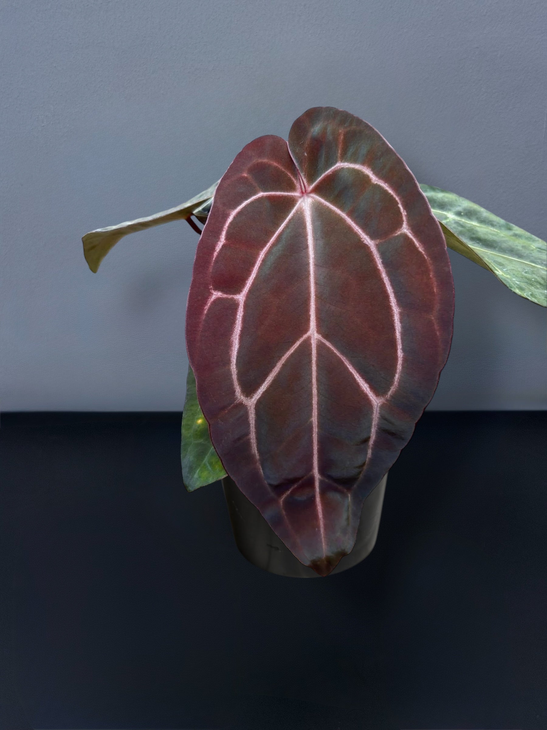 Anthurium Carlablackiae x Ace of Spades – Siamplantes