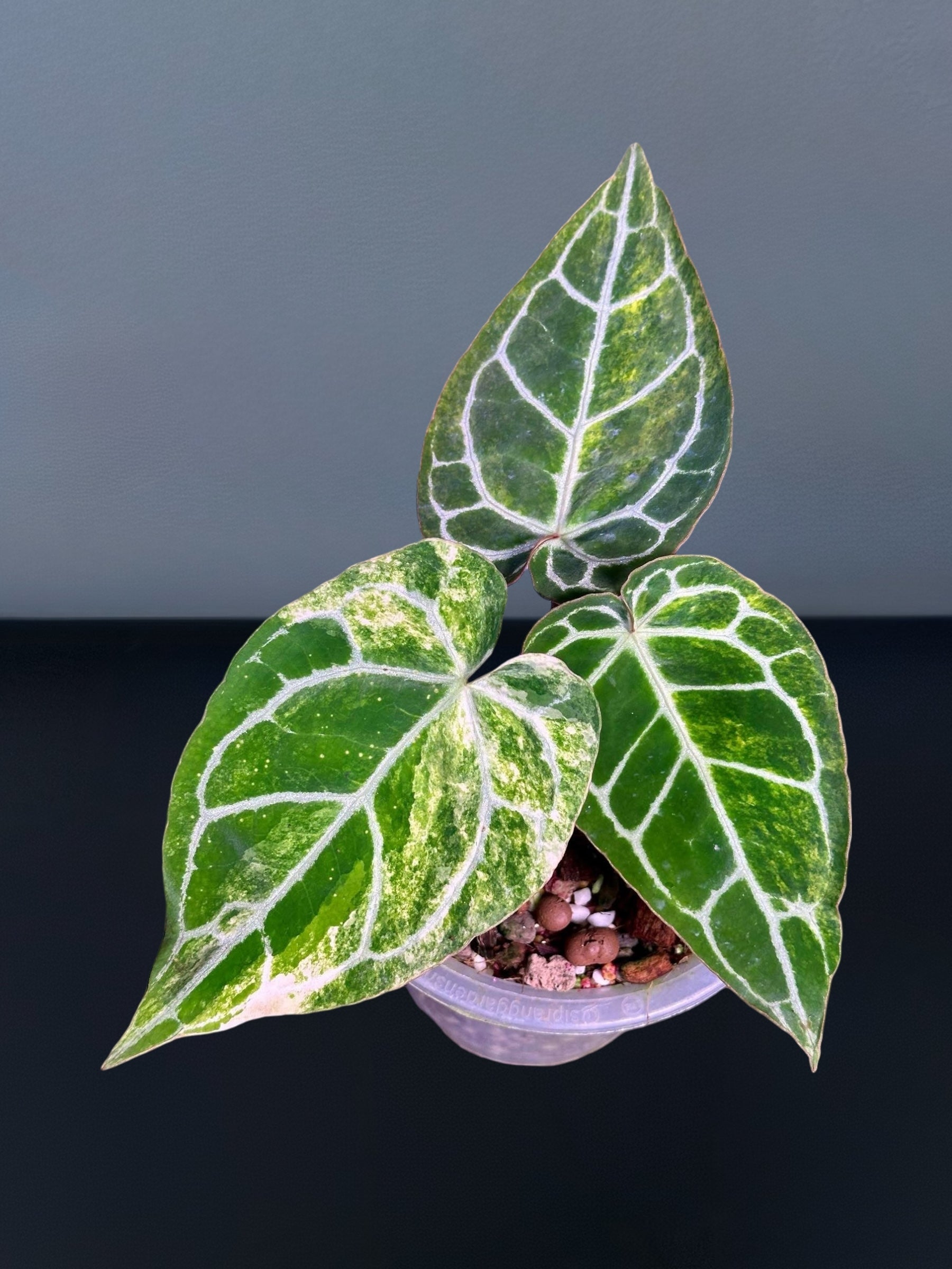 その他観葉植物 Anthurium Crystallinum Variegated Anthurium Crystallinum Variegated – Siamplantes