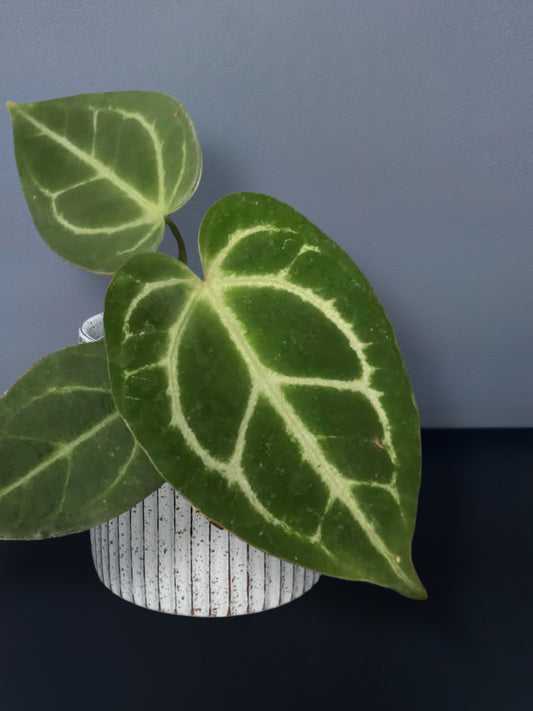 Anthurium Magnificum x Crystal hope