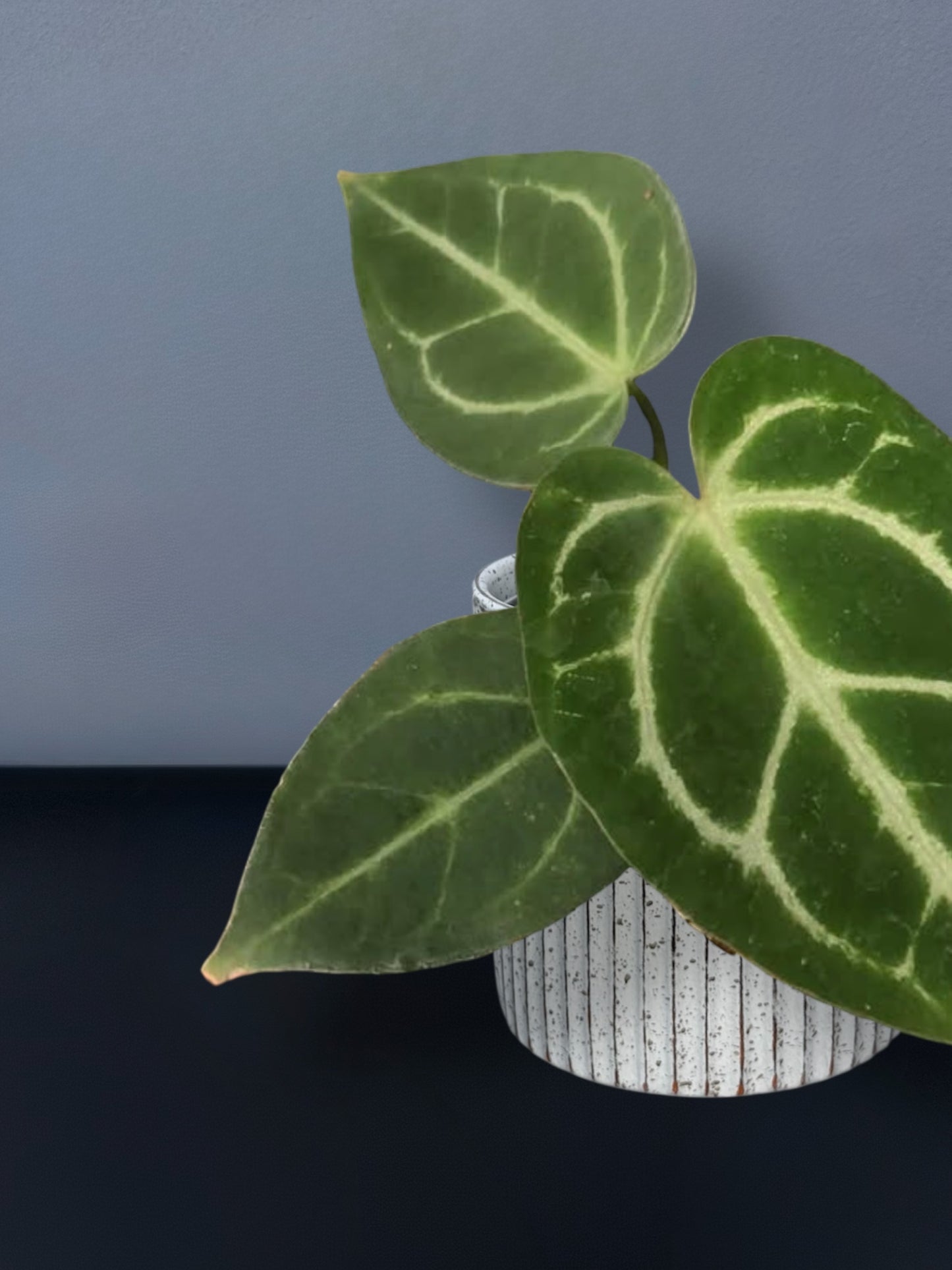 Anthurium Magnificum x Crystal hope