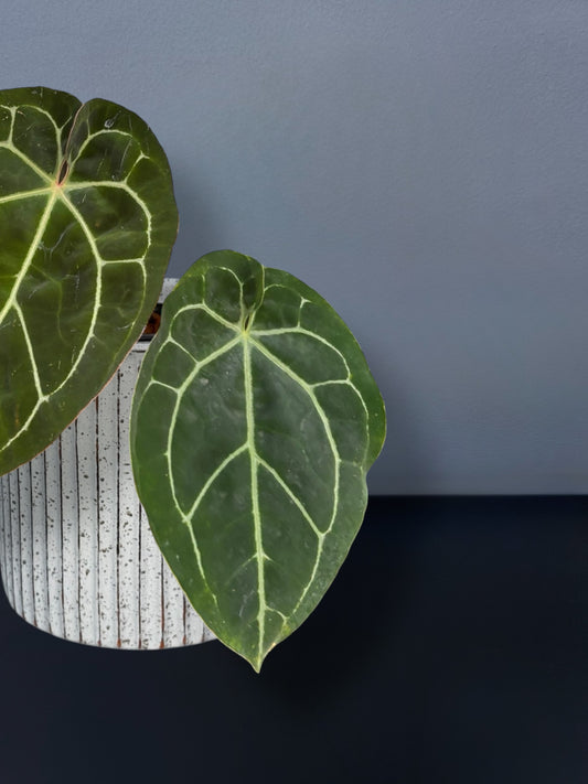 Anthurium (Michelle x Zara) x Papillilaminum Variegated