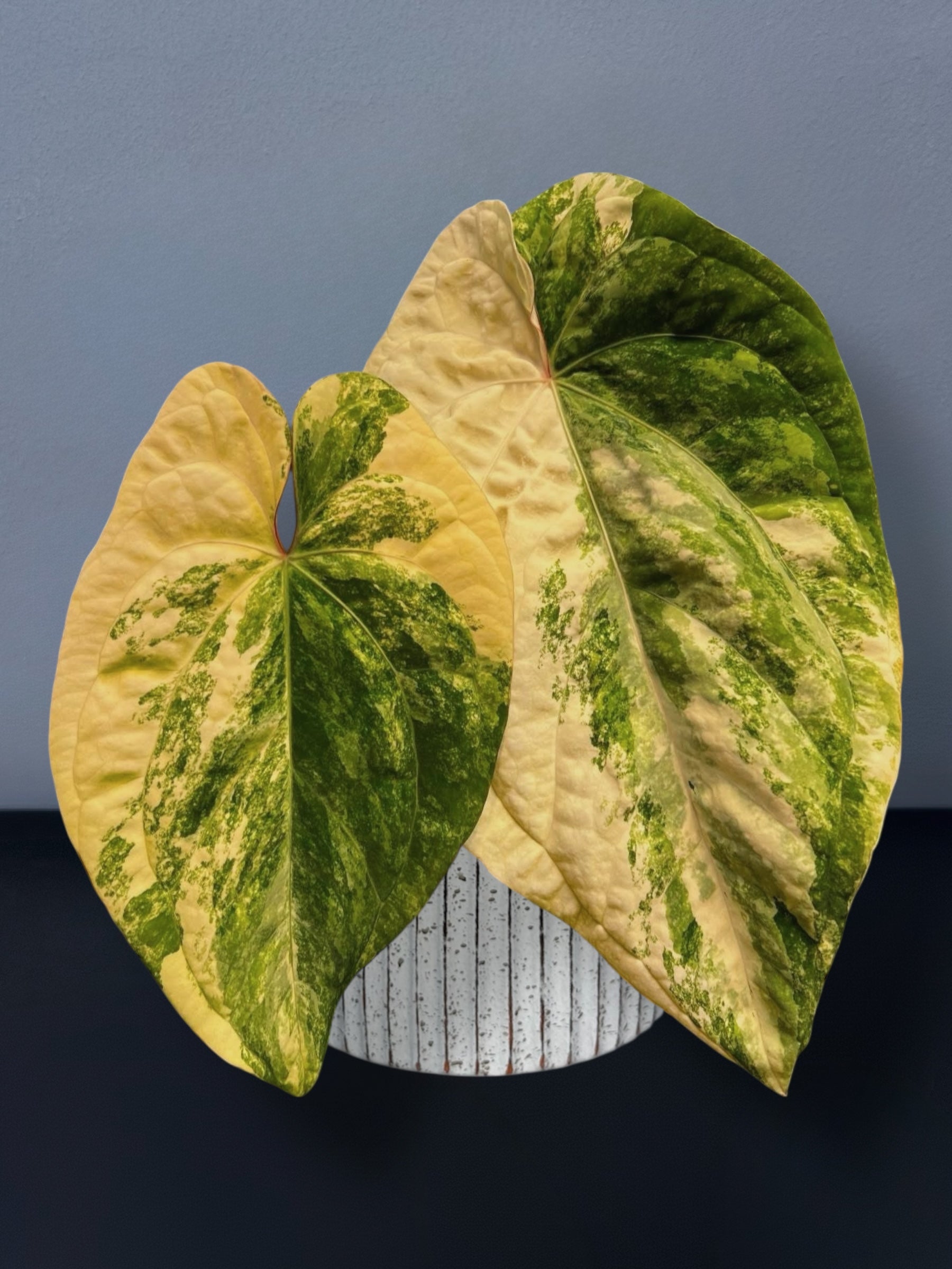 anthurium leaves turning yellow and brown Anthurium Papillilaminum Variegated – Siamplantes