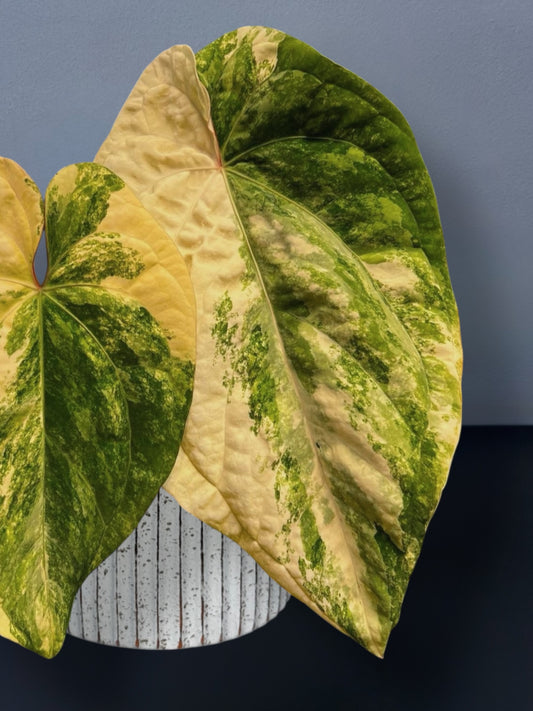 Anthurium Papillilaminum Variegated