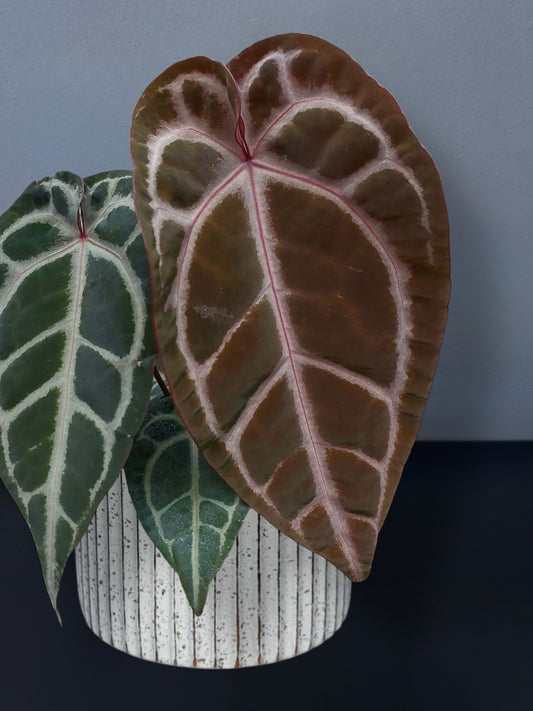 Anthurium (SKG x Red Crystallinum) x Red Crystallinum