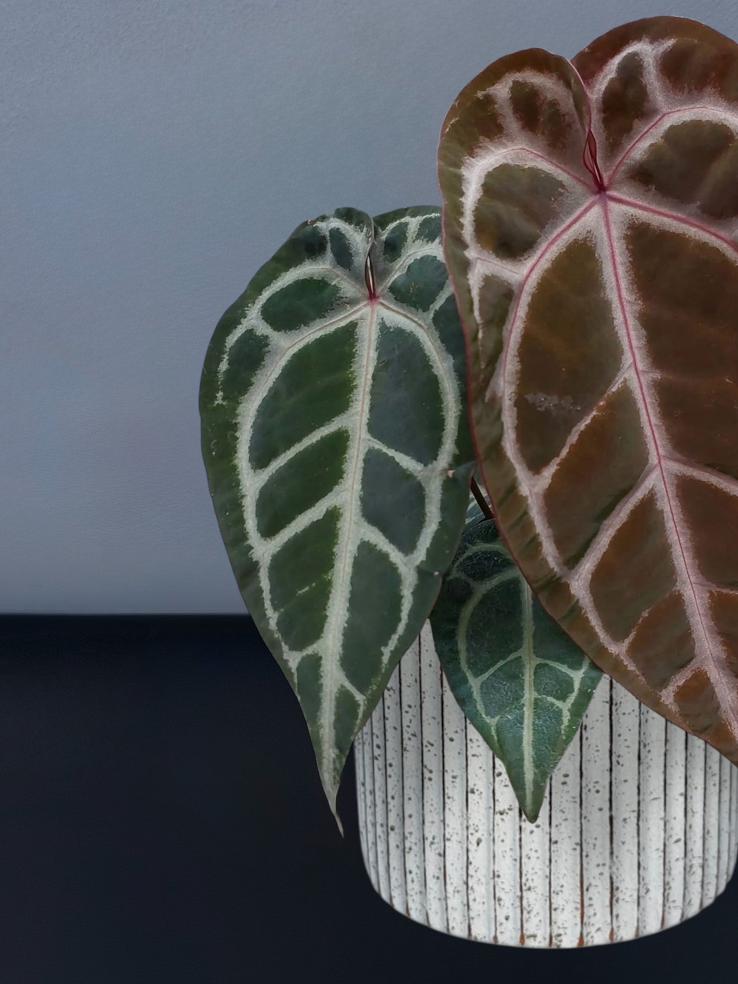 Anthurium (SKG x Red Crystallinum) x Red Crystallinum
