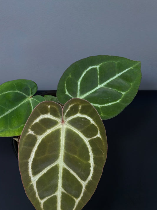 Anthurium (Zara x Michelle) x Red Vein Dark Phoenix