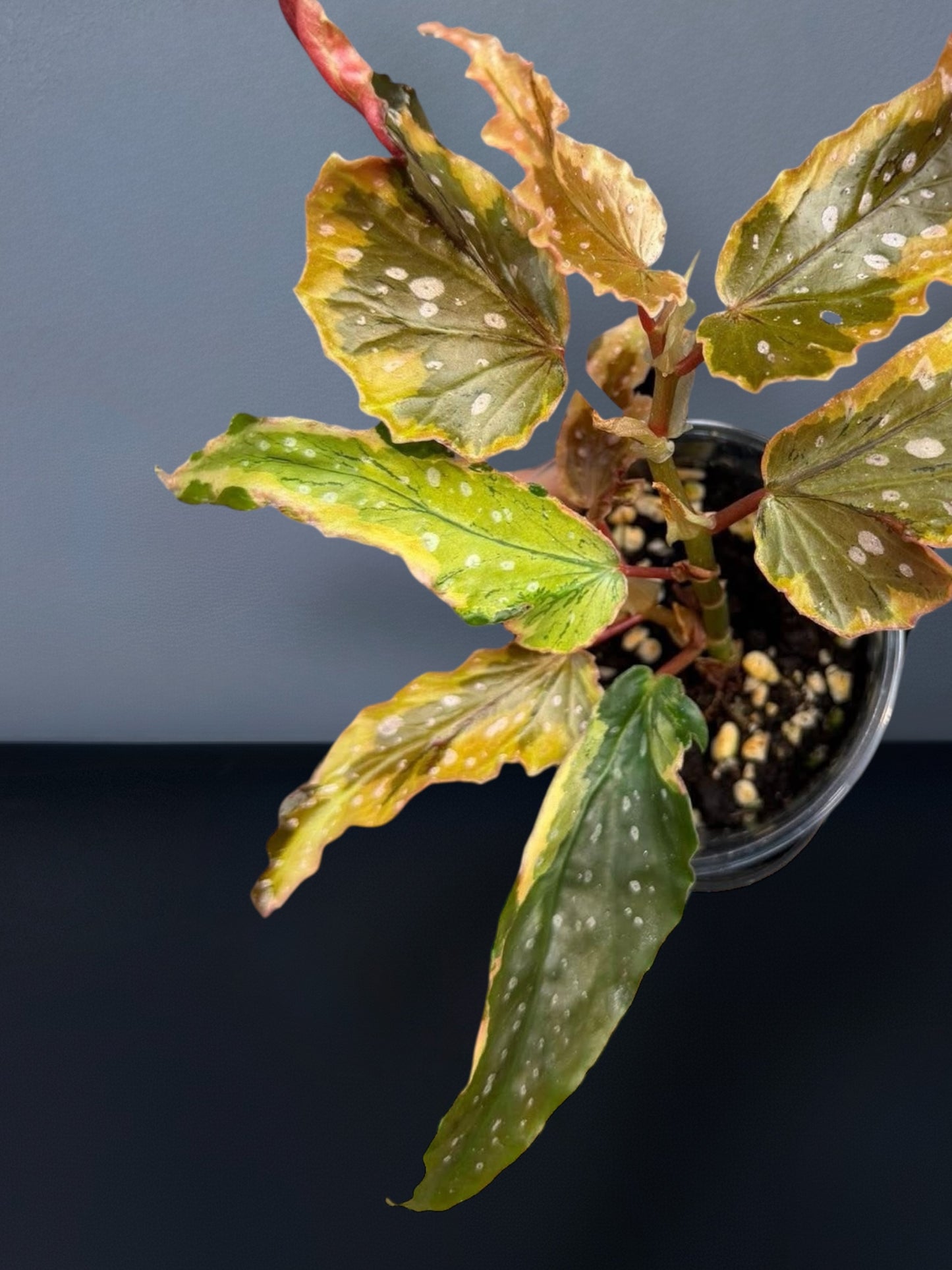 Begonia Dainty Spray Sport Variegated