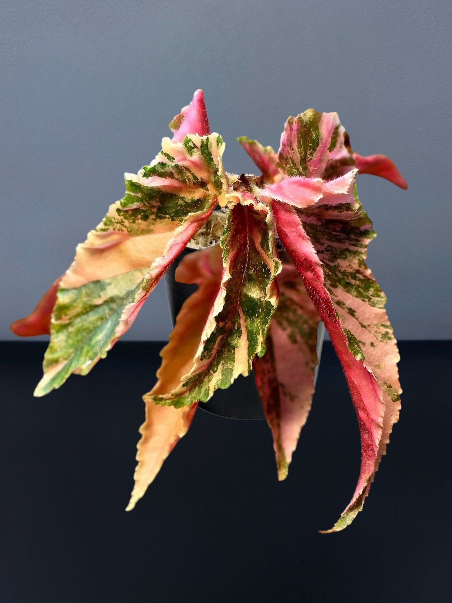 Begonia Ginny Galaxy Variegated