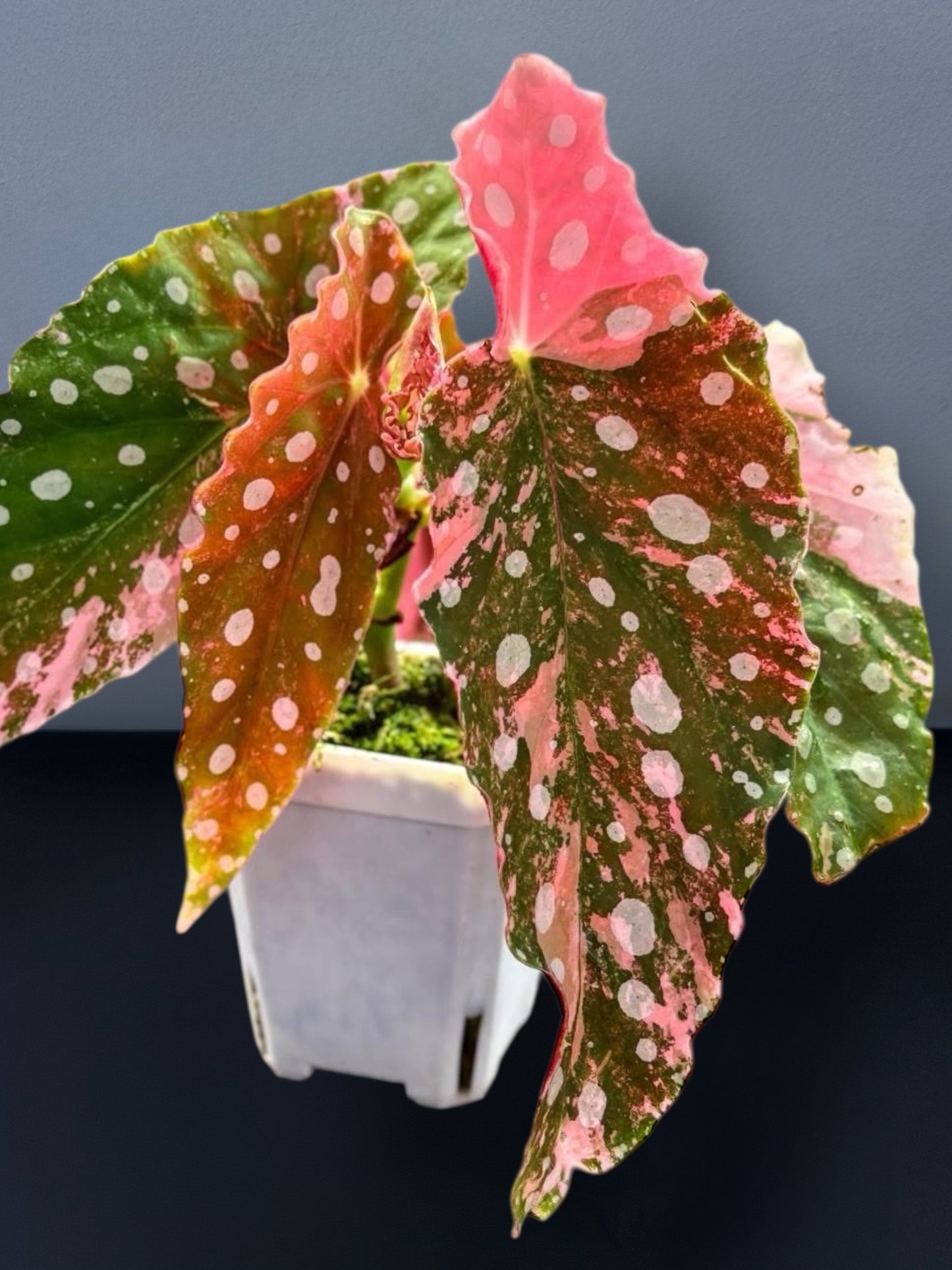 Begonia Maculata Pink Variegated