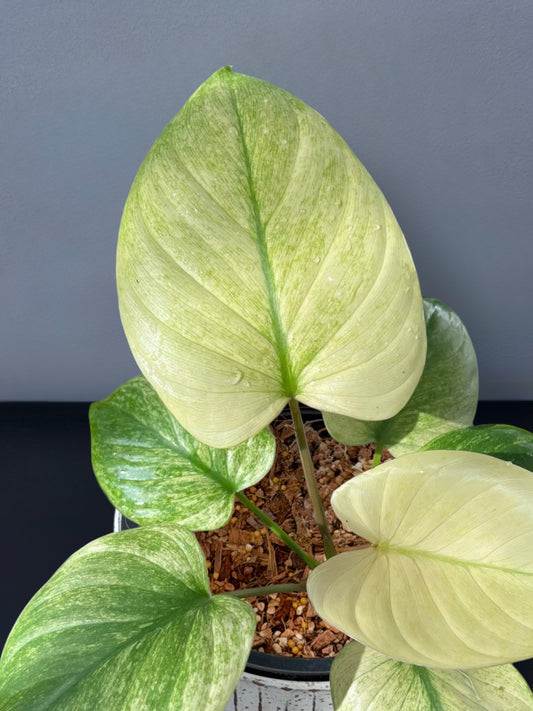 Homalomena Rubescens Full Mint Variegated