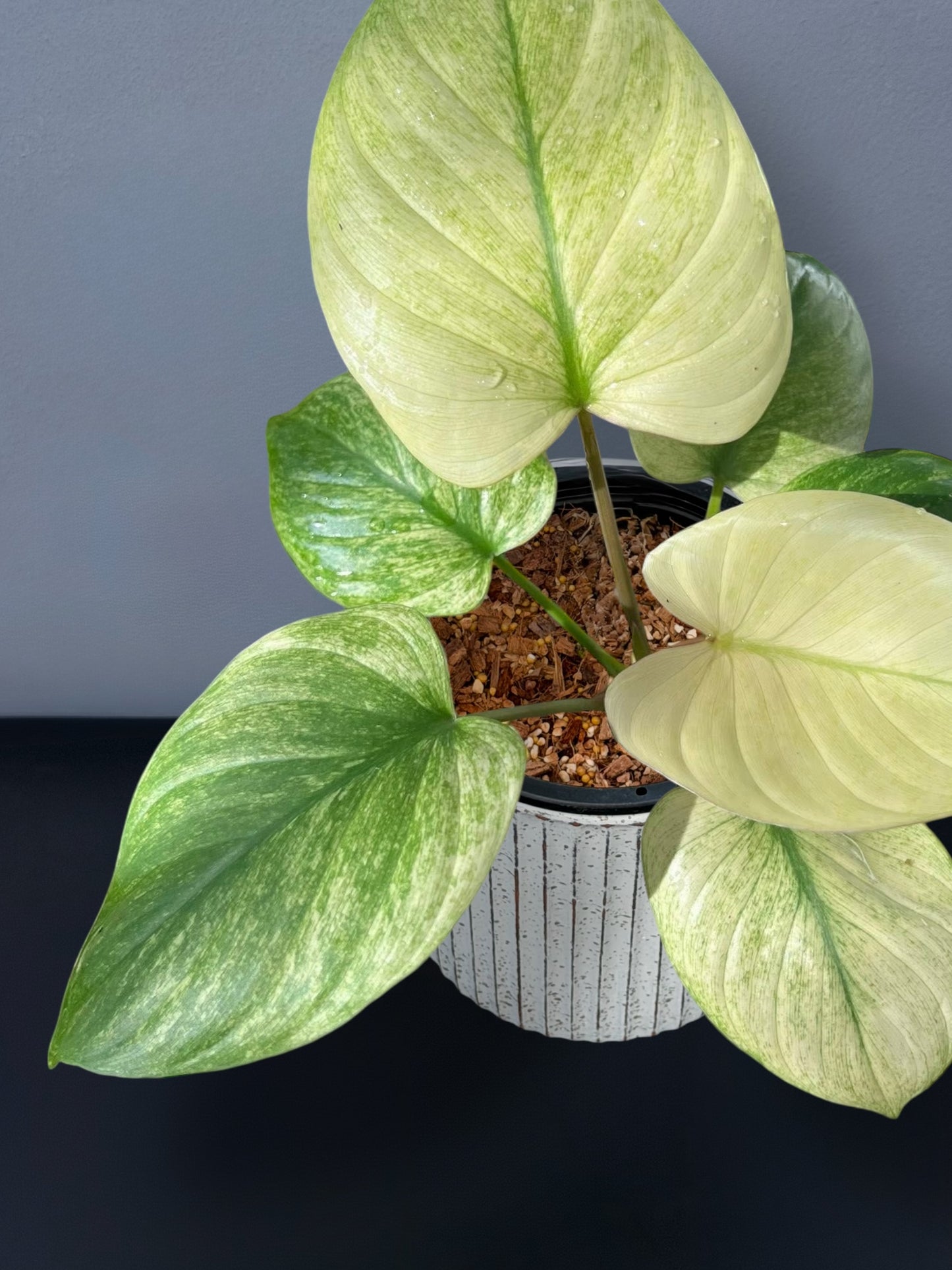 Homalomena Rubescens Full Mint Variegated
