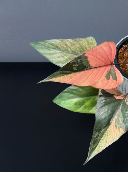 Homalomena Rubescens Pink Diamond Variegated