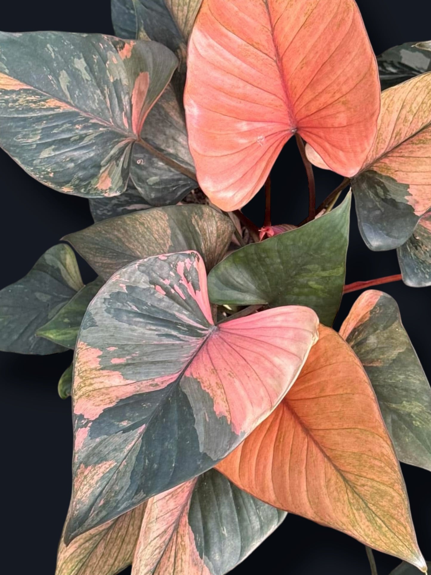 Homalomena Rubescens Pink Diamond Variegated - Wholesale Sets