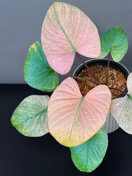 Homalomena Rubescens Pink Mint Variegated