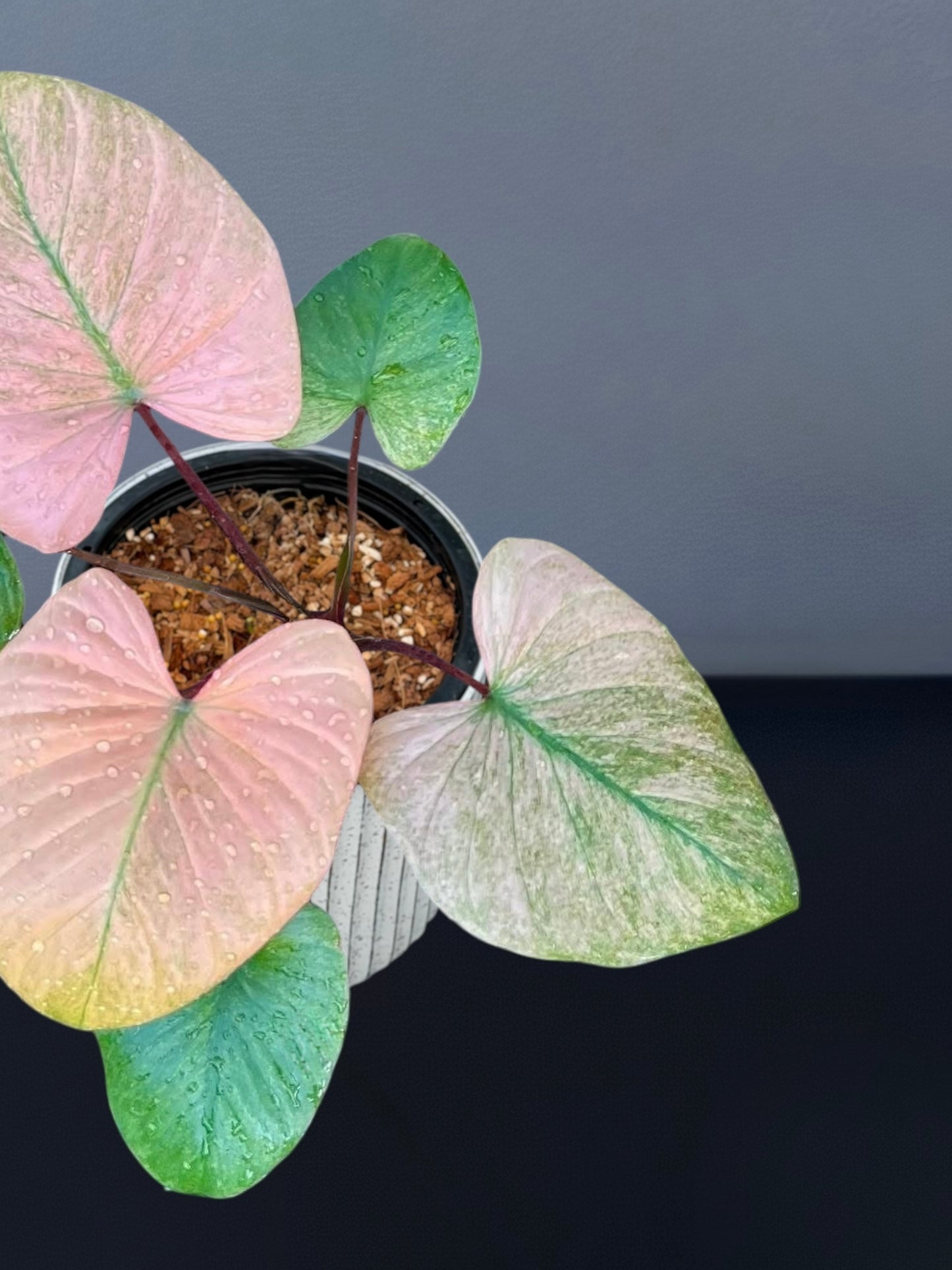 Homalomena Rubescens Pink Mint Variegated
