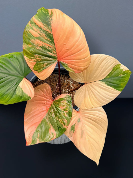 Homalomena Rubescens Pink Variegated