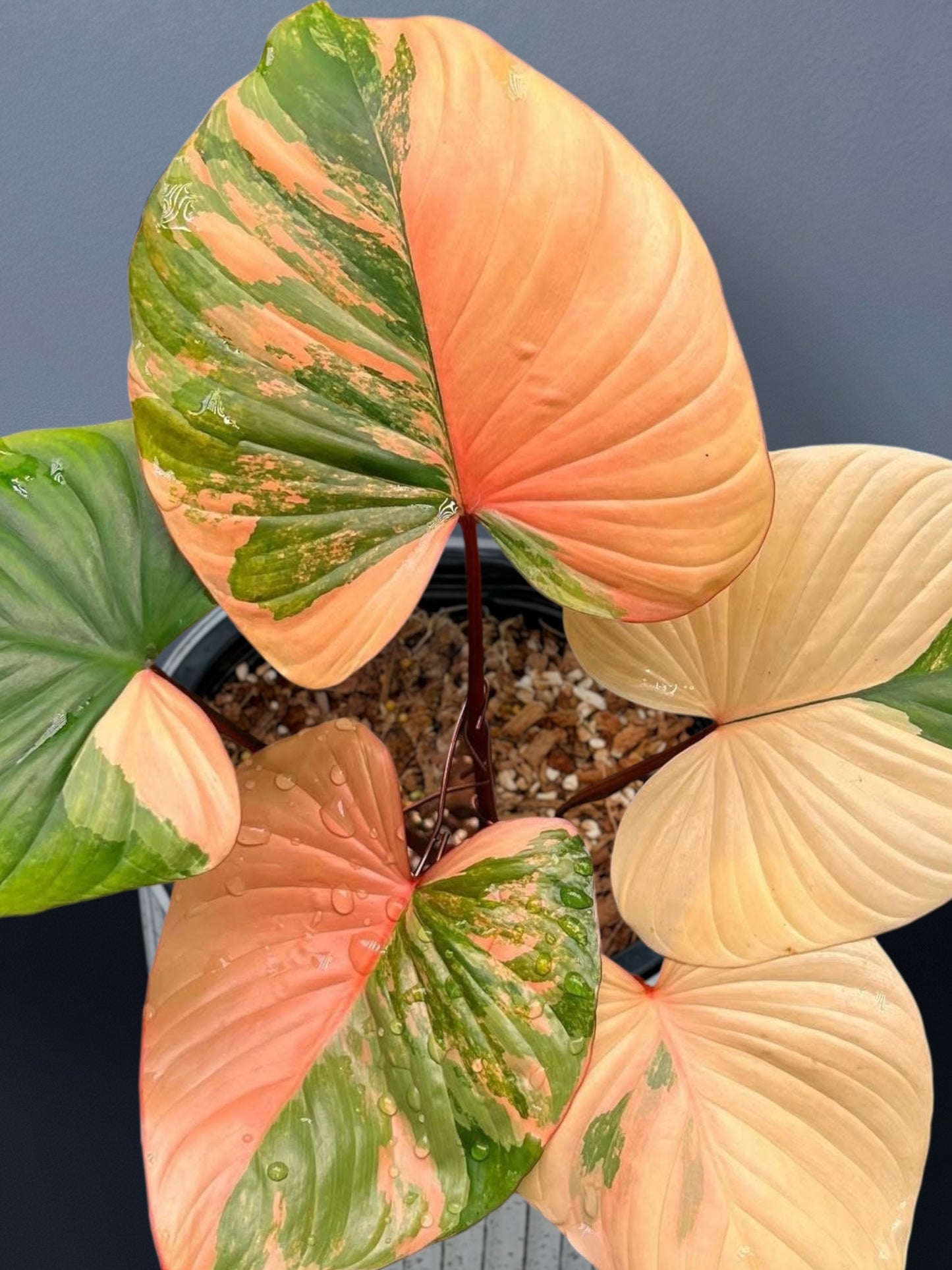 Homalomena Rubescens Pink Variegated