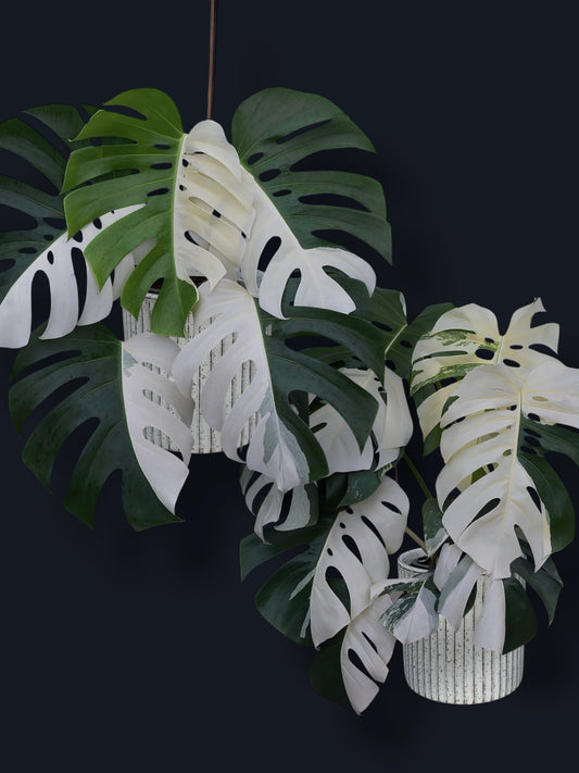 Monstera Albo Variegated – Wholesale Sets (Big Size)