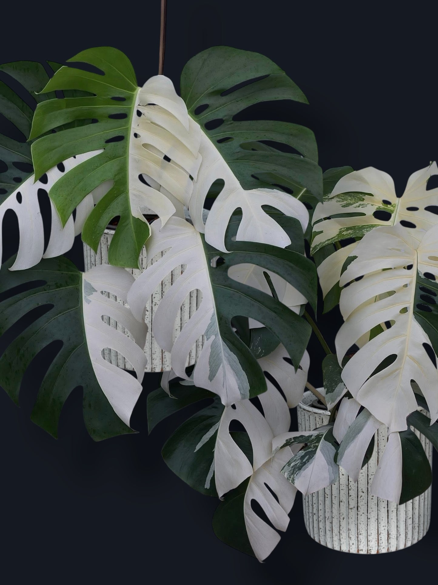 Monstera Albo Variegated – Wholesale Sets (Big Size)