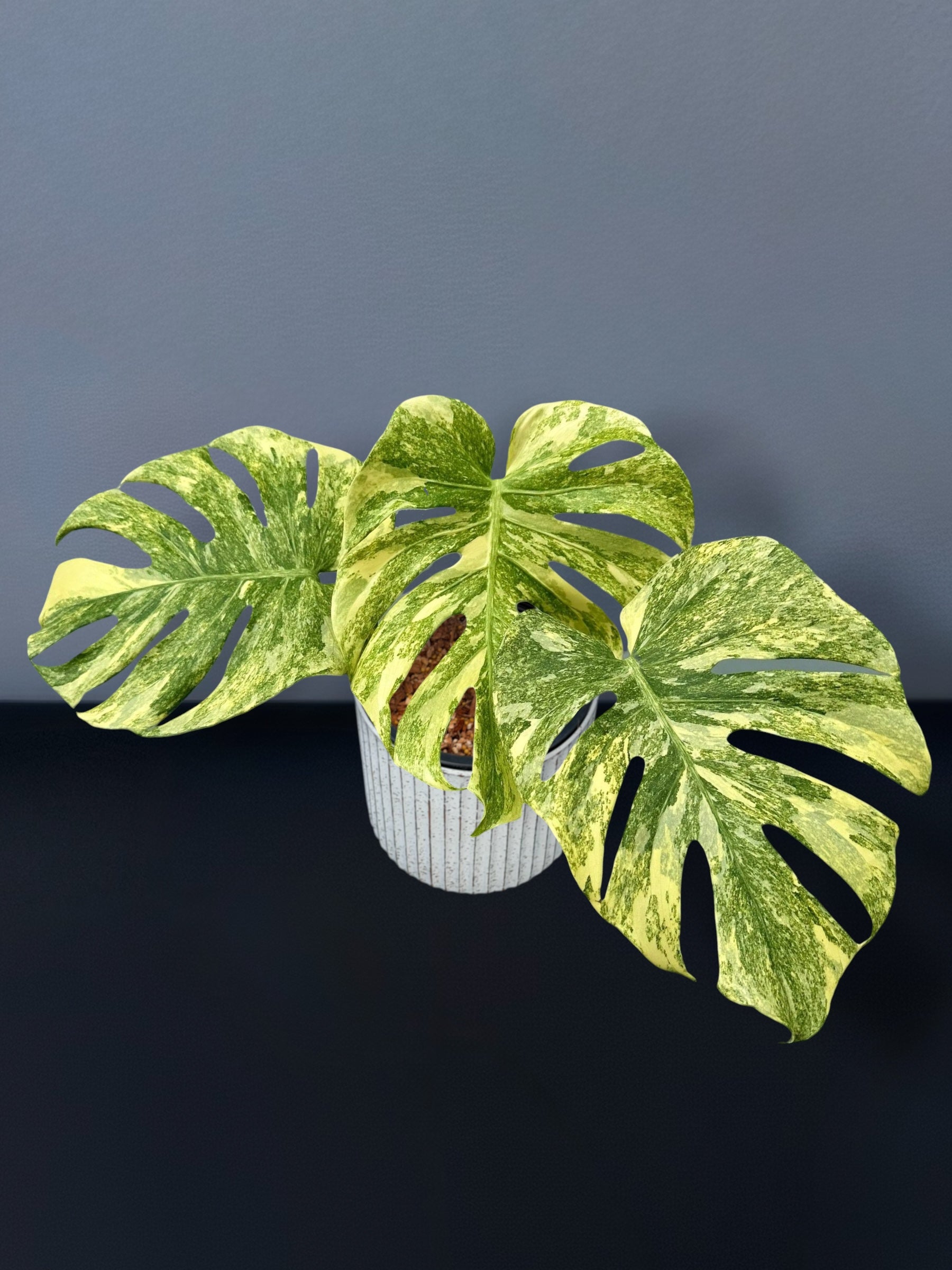 Monstera Deliciosa Legacy – Siamplantes