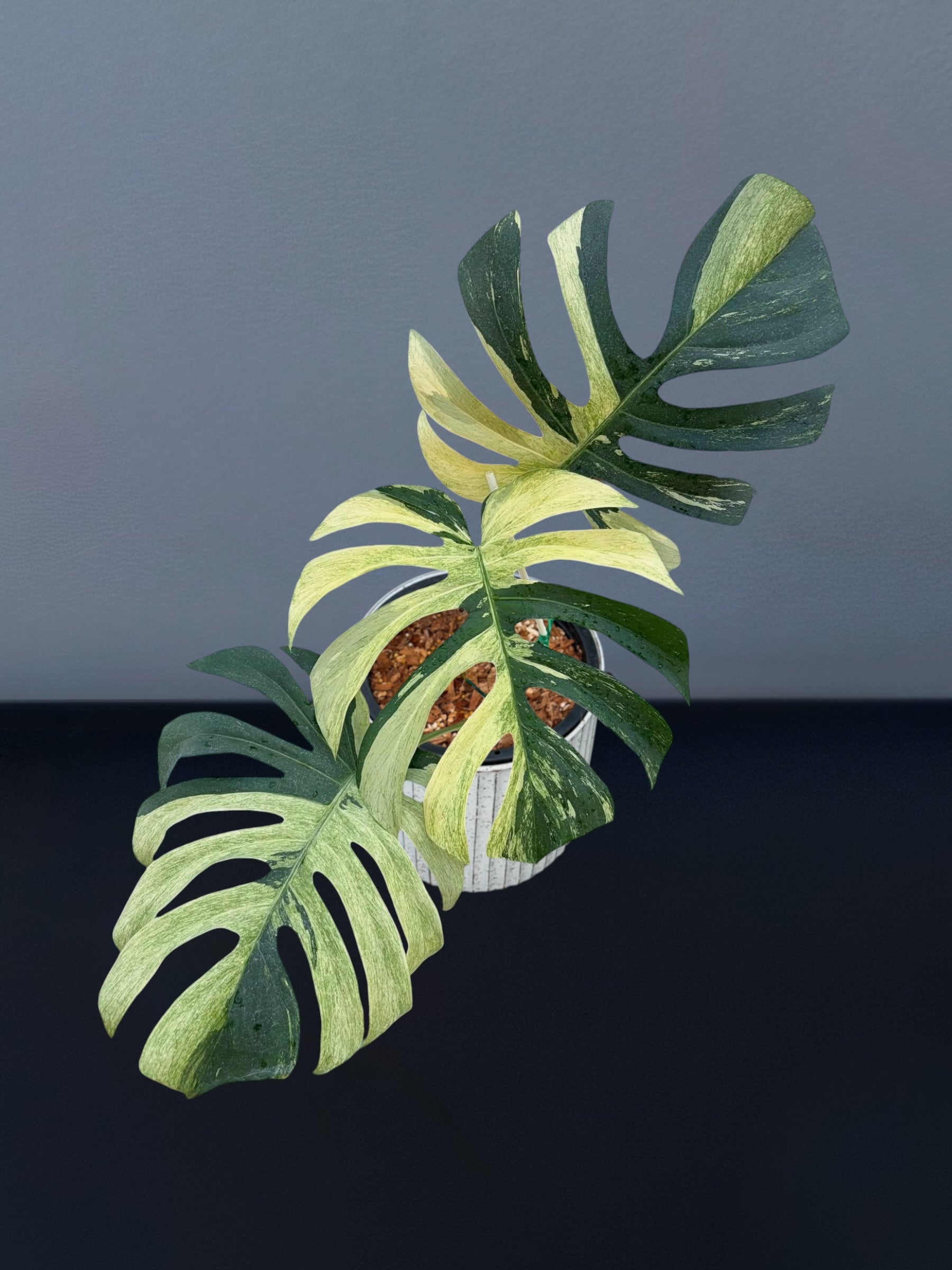 monstera jungle plant Monstera Jungle Mint