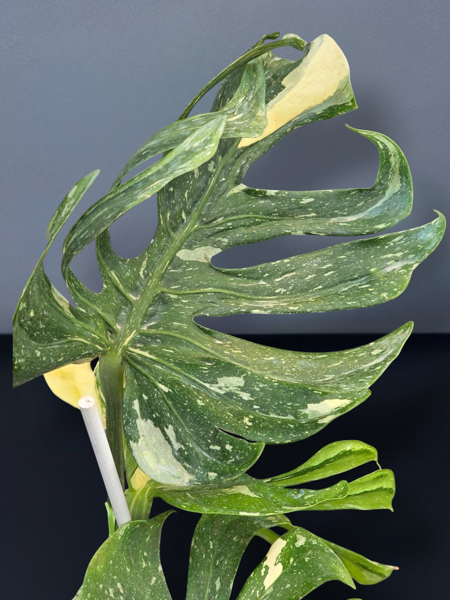 Monstera Medusa Variegated