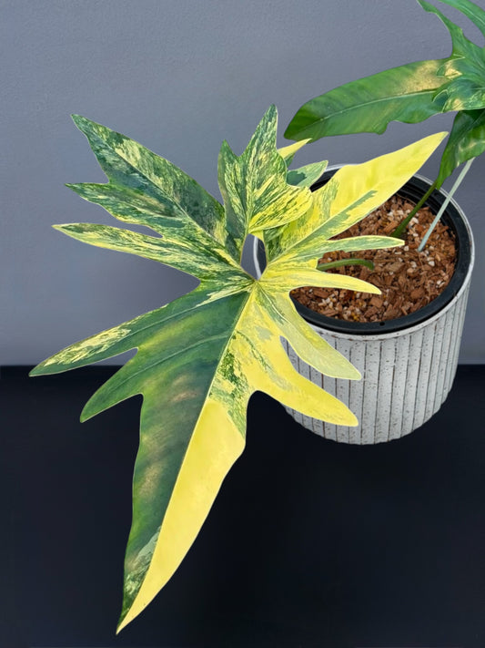 Philodendron Angela Variegated