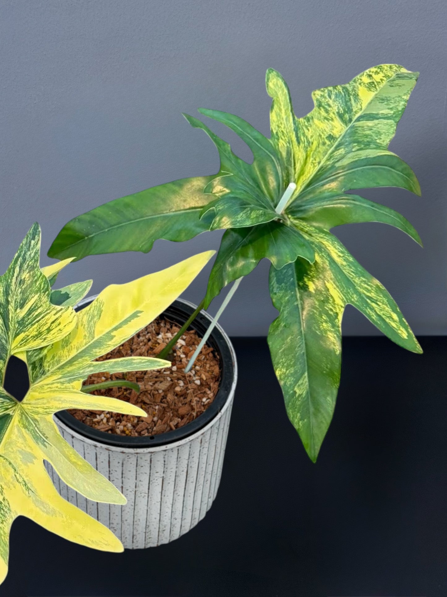 Philodendron Angela Variegated