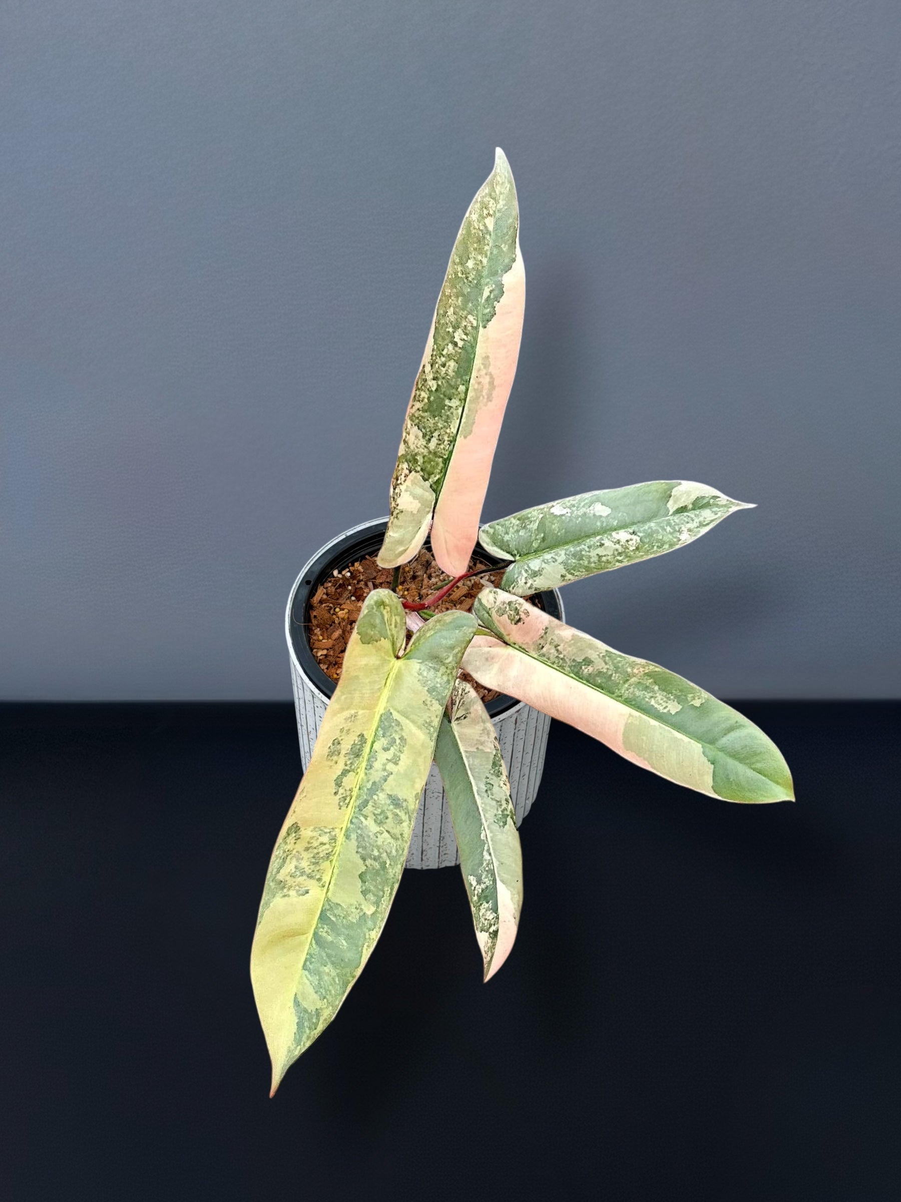 Philodendron Atabapoense Pink Variegated – Siamplantes