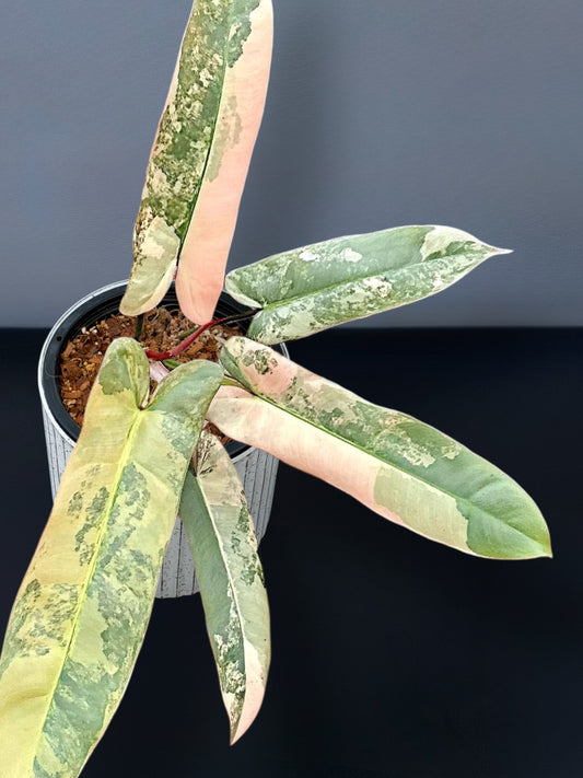 Philodendron Atabapoense Pink Variegated