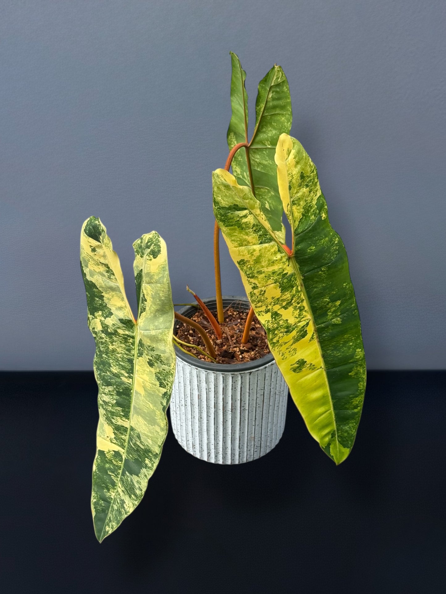 Philodendron Billietiae Variegated