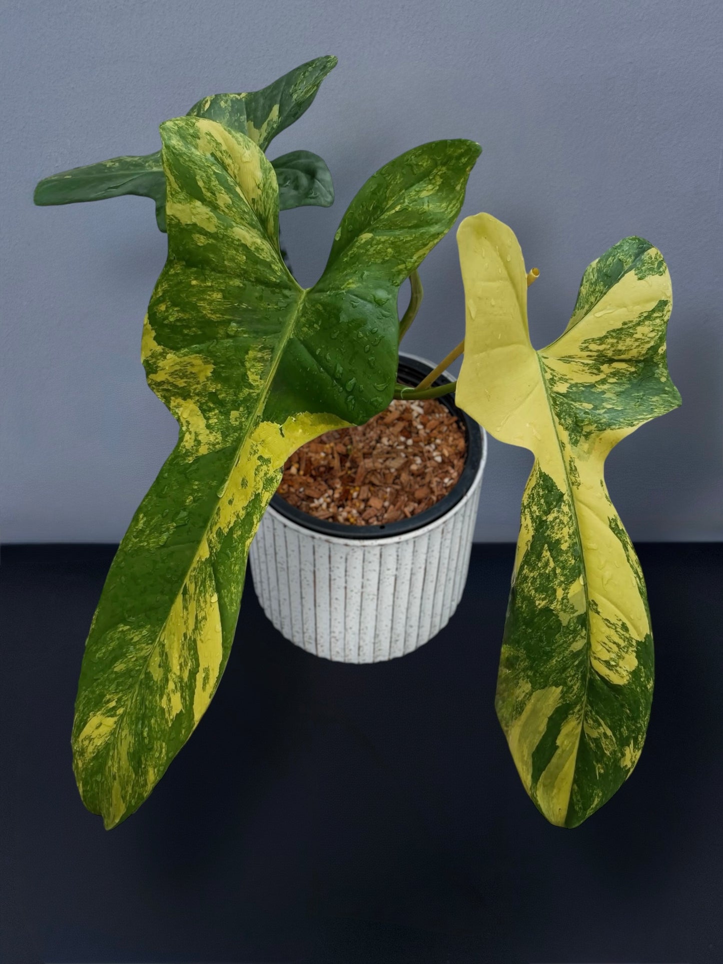 Philodendron Bipennifolium Violin Variegated