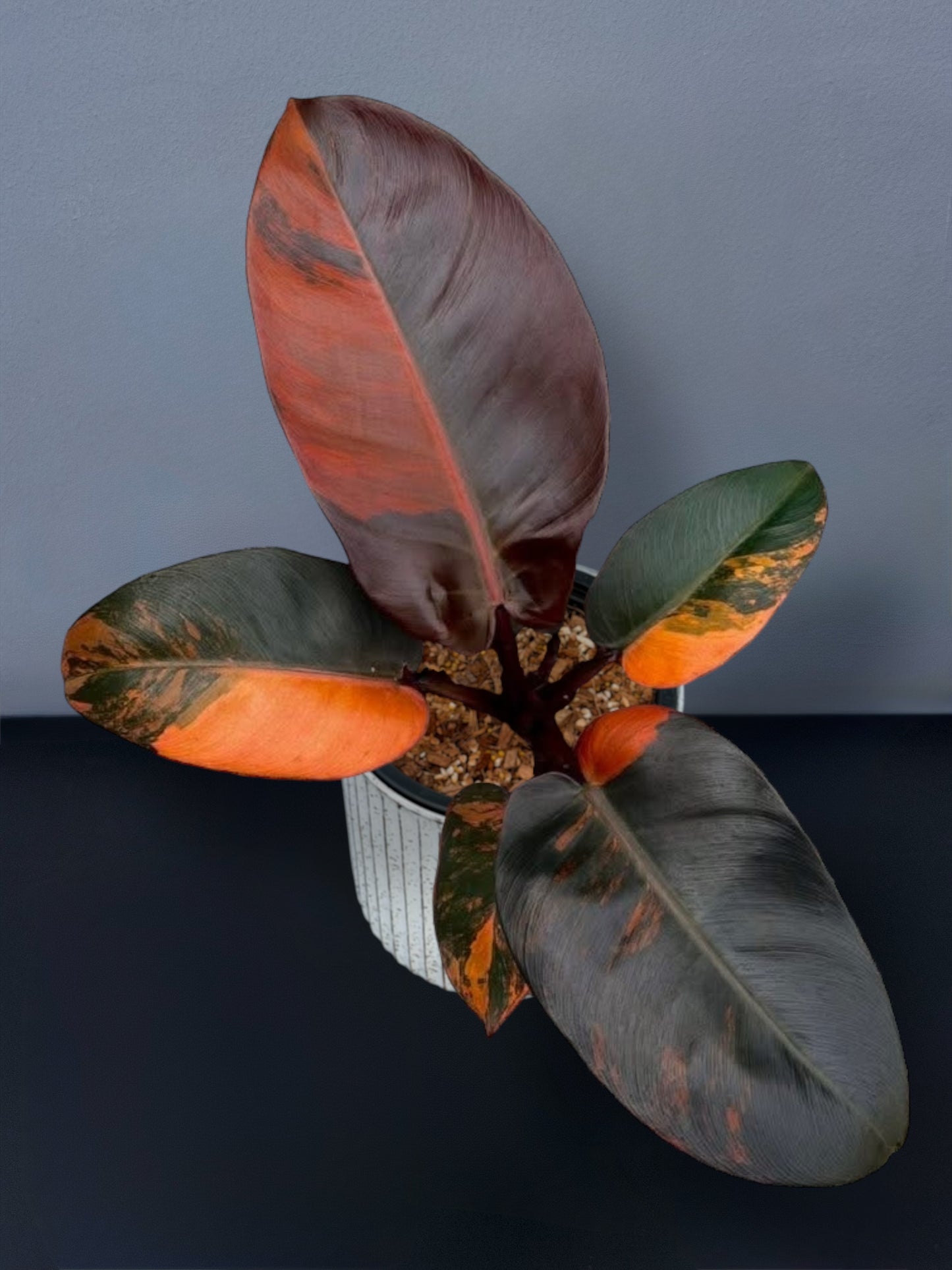 Philodendron Black Cardinal No.1 Variegated