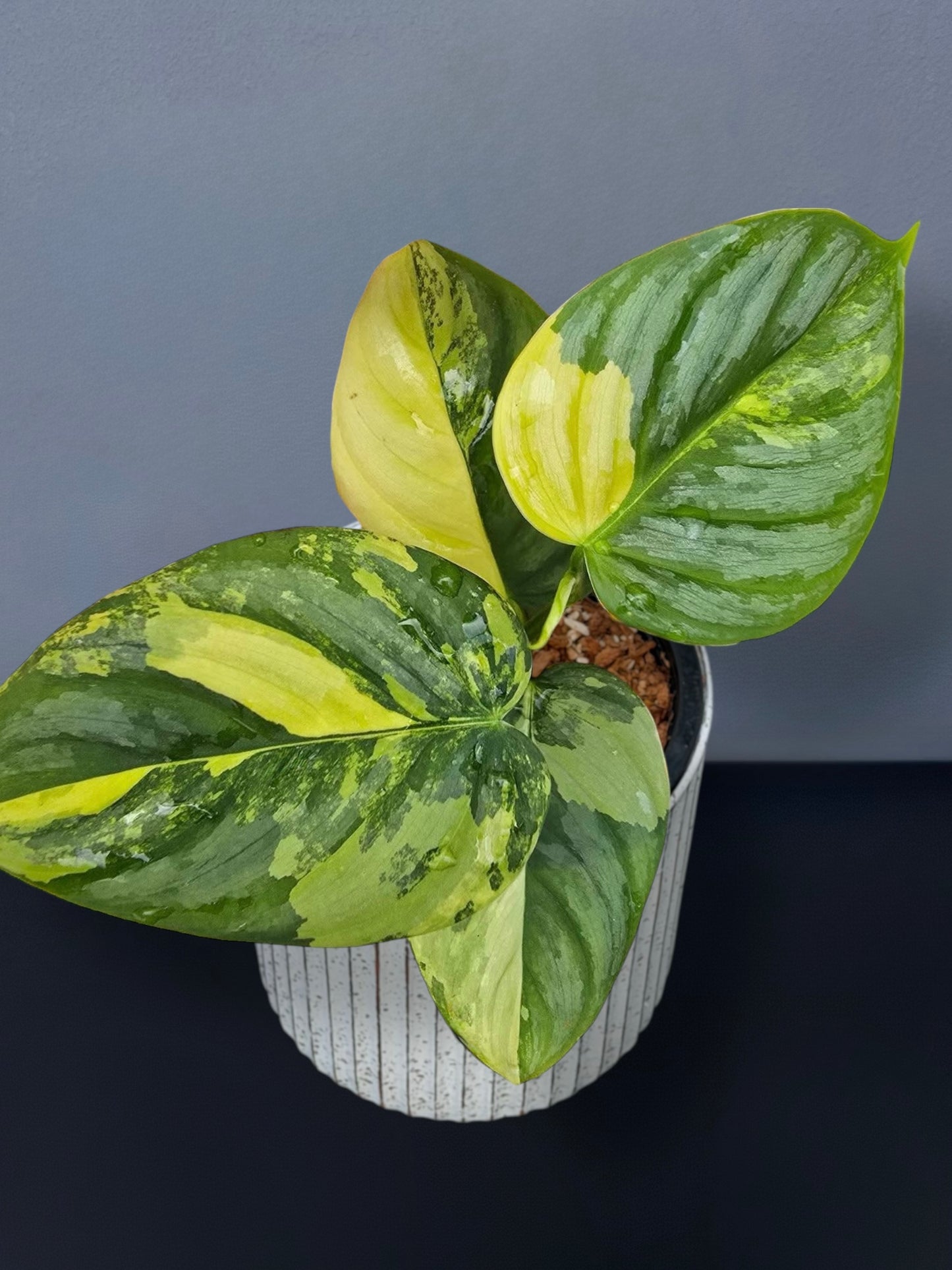 Philodendron Brandtianum Variegated