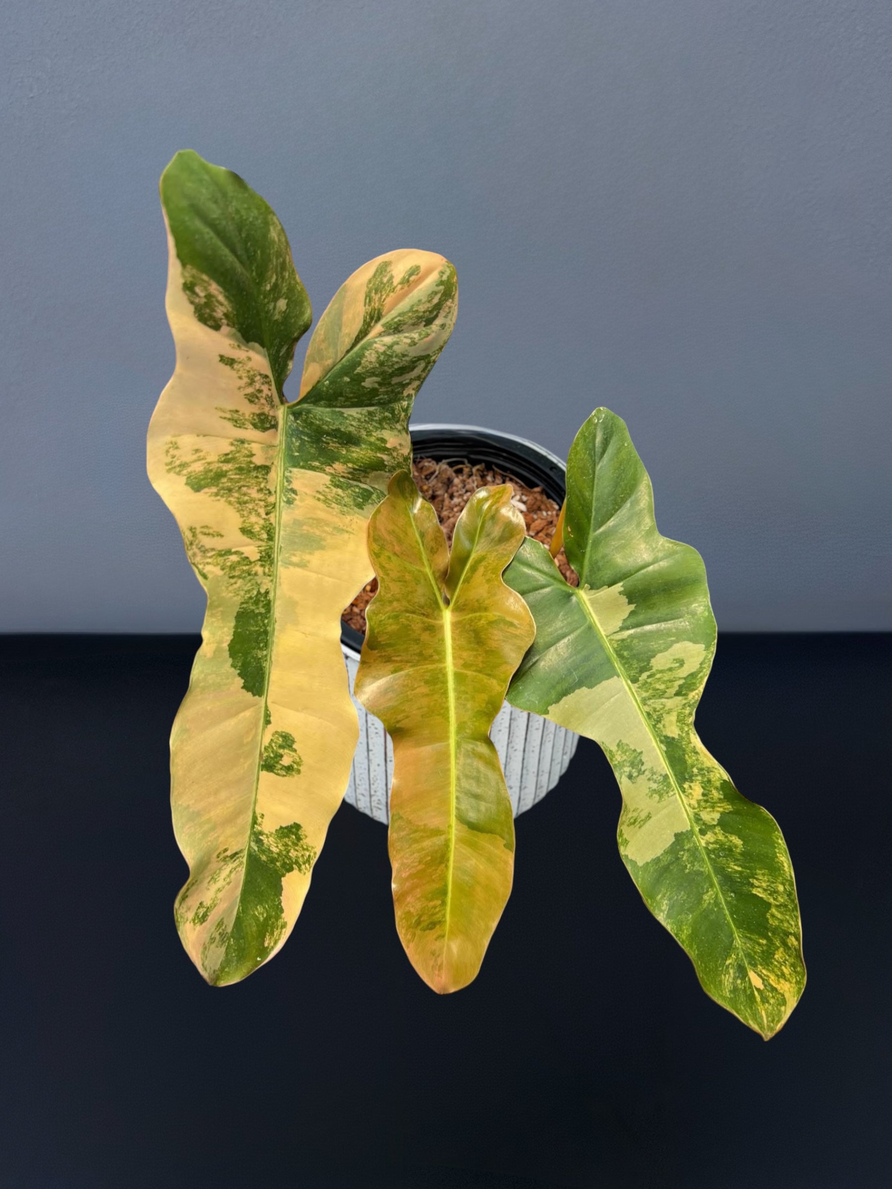 中　フィロデンドロン　斑入り philodendron Brown Beauty Philodendron Brown Beauty Variegated – Siamplantes