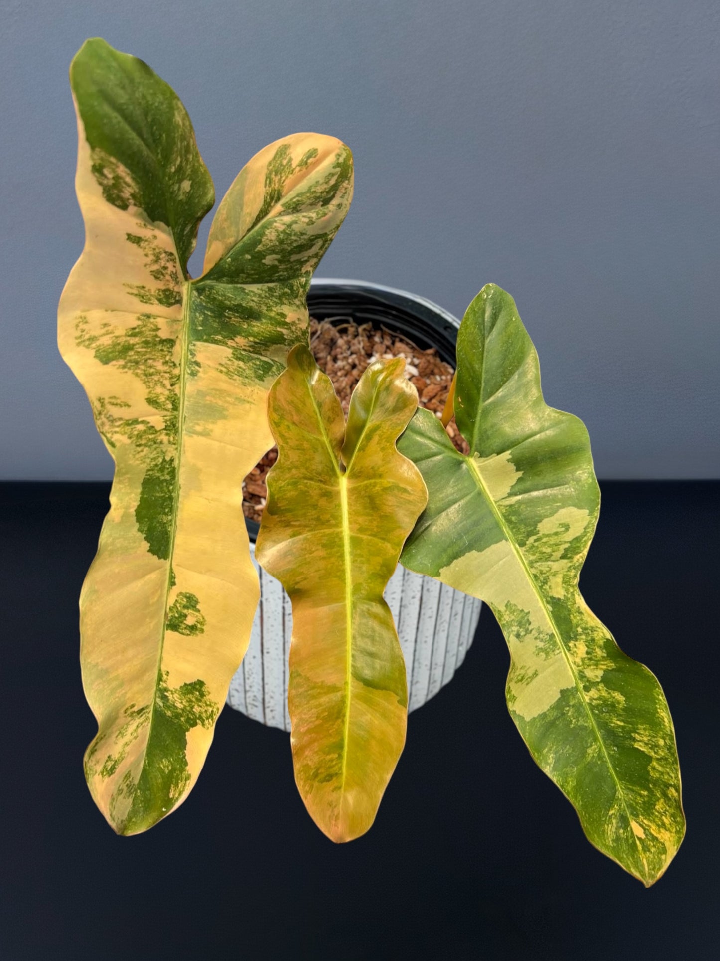 Philodendron Brown Beauty Variegated