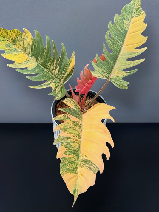 Philodendron Caramel Marble