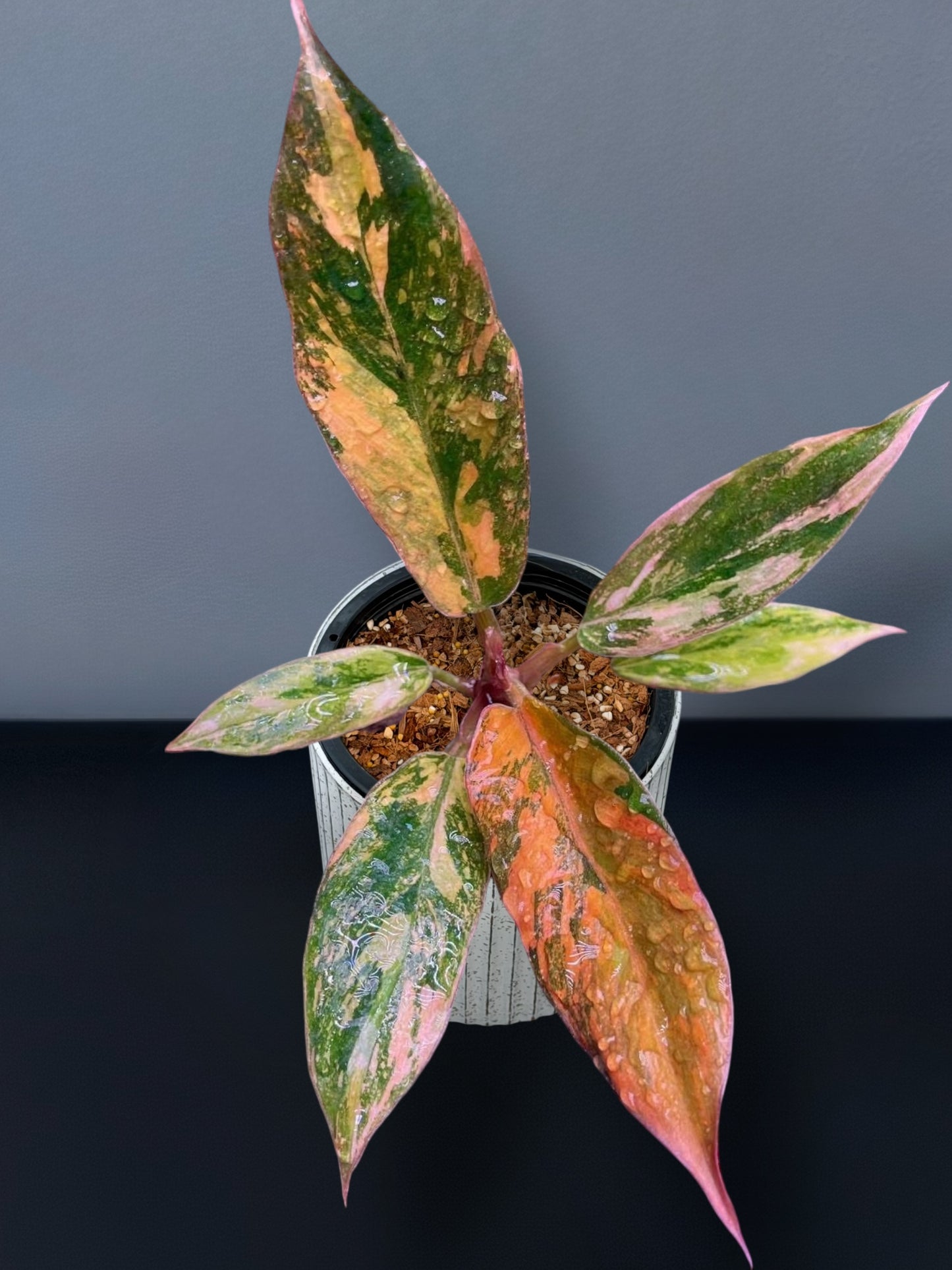 Philodendron Caramel Marble Fire Tiger Variegated