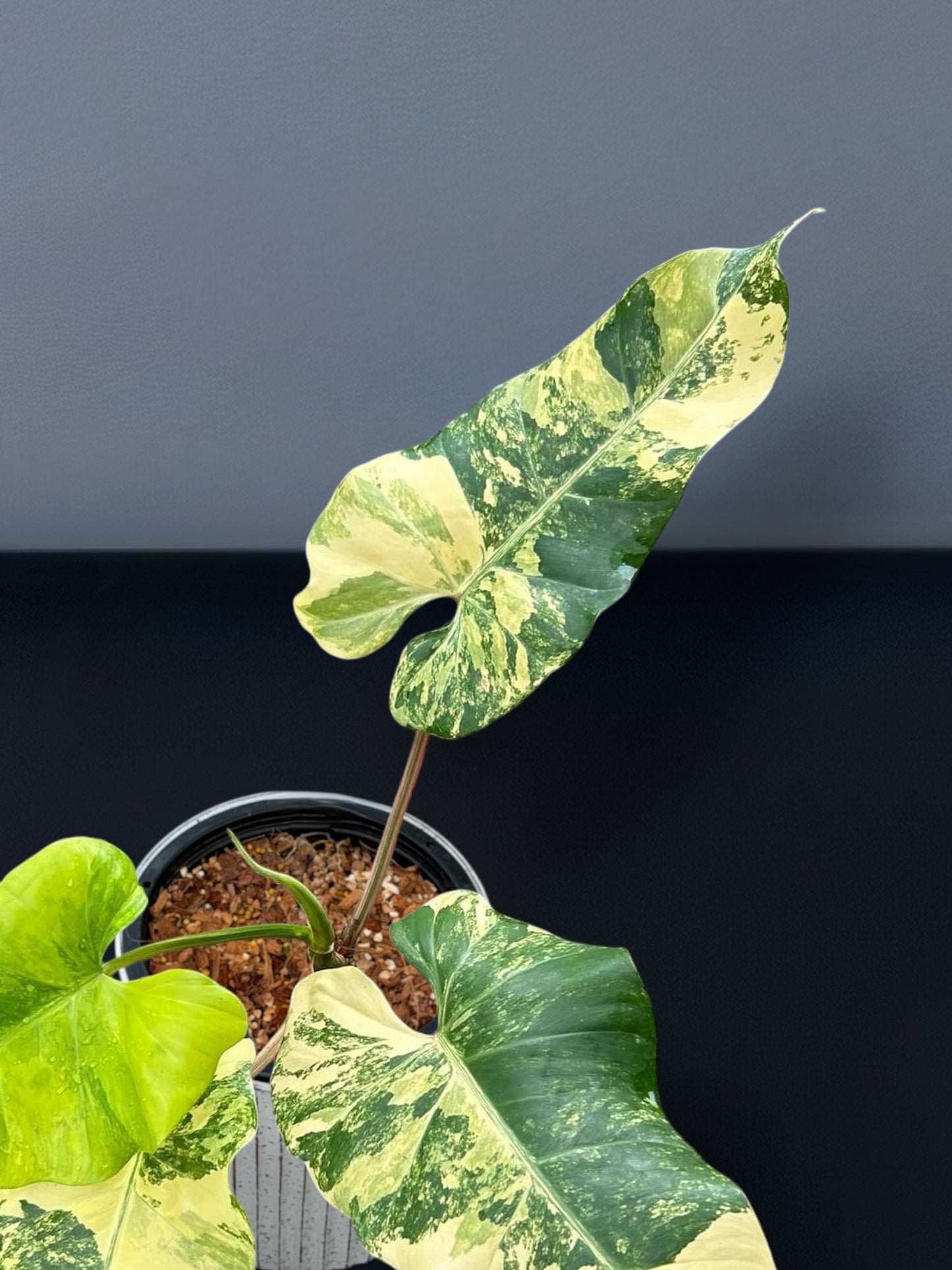 Philodendron Domesticum Variegated