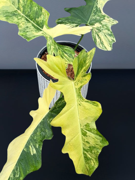 Philodendron (Florida Beauty × Mayoi) × Bob Cee Variegated