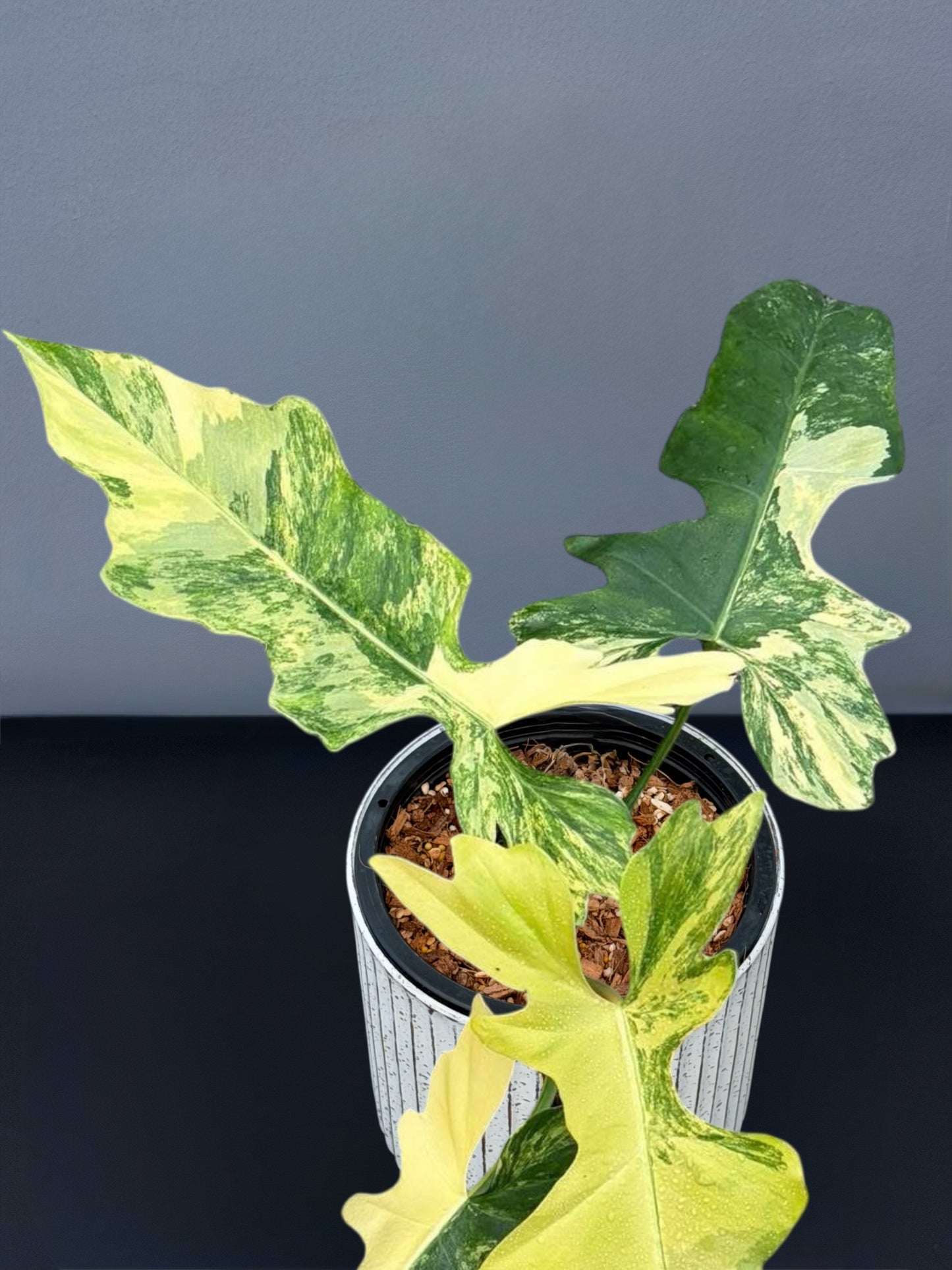 Philodendron (Florida Beauty × Mayoi) × Bob Cee Variegated