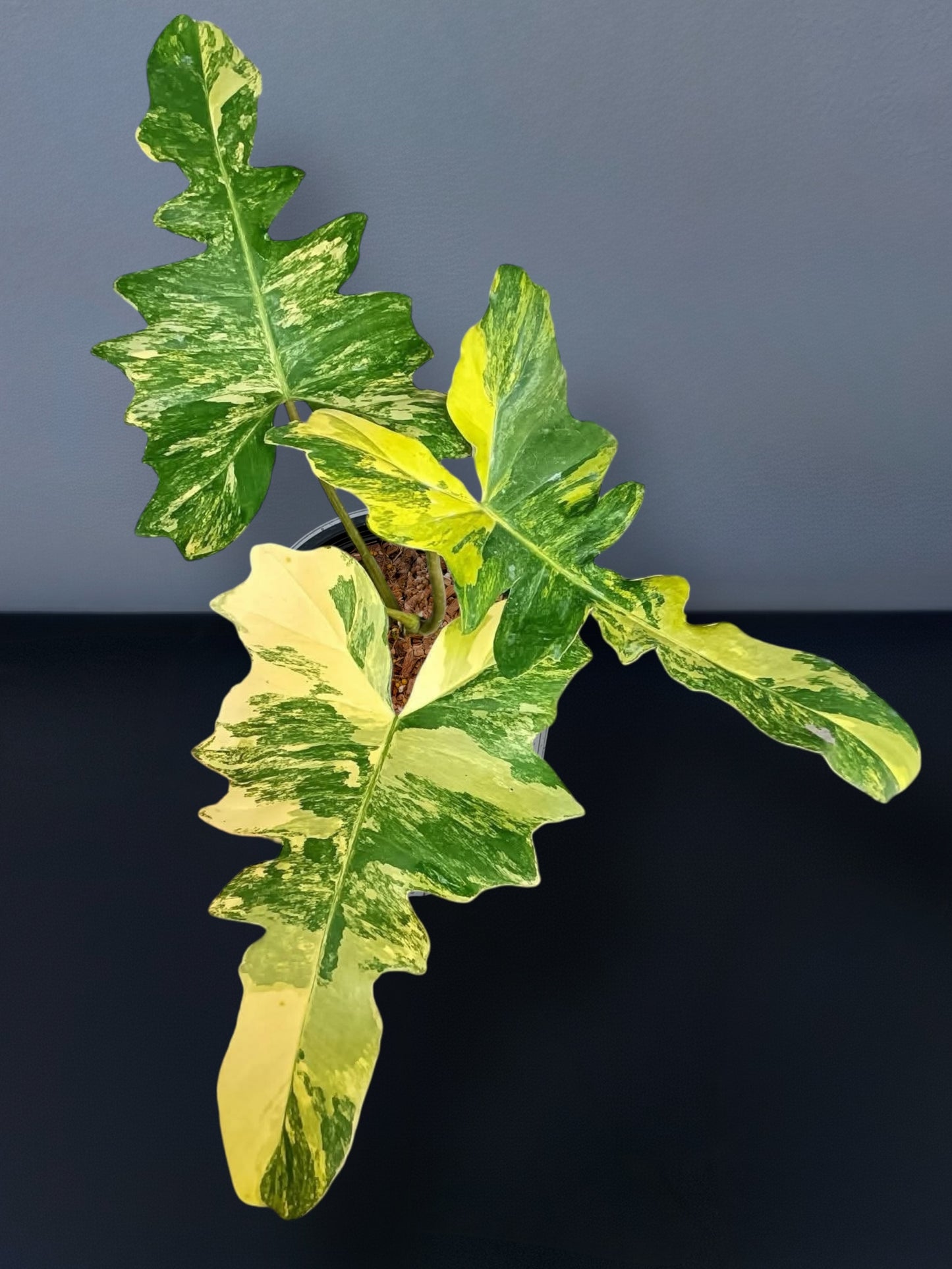 Philodendron Florida Beauty x Mayoi Variegated