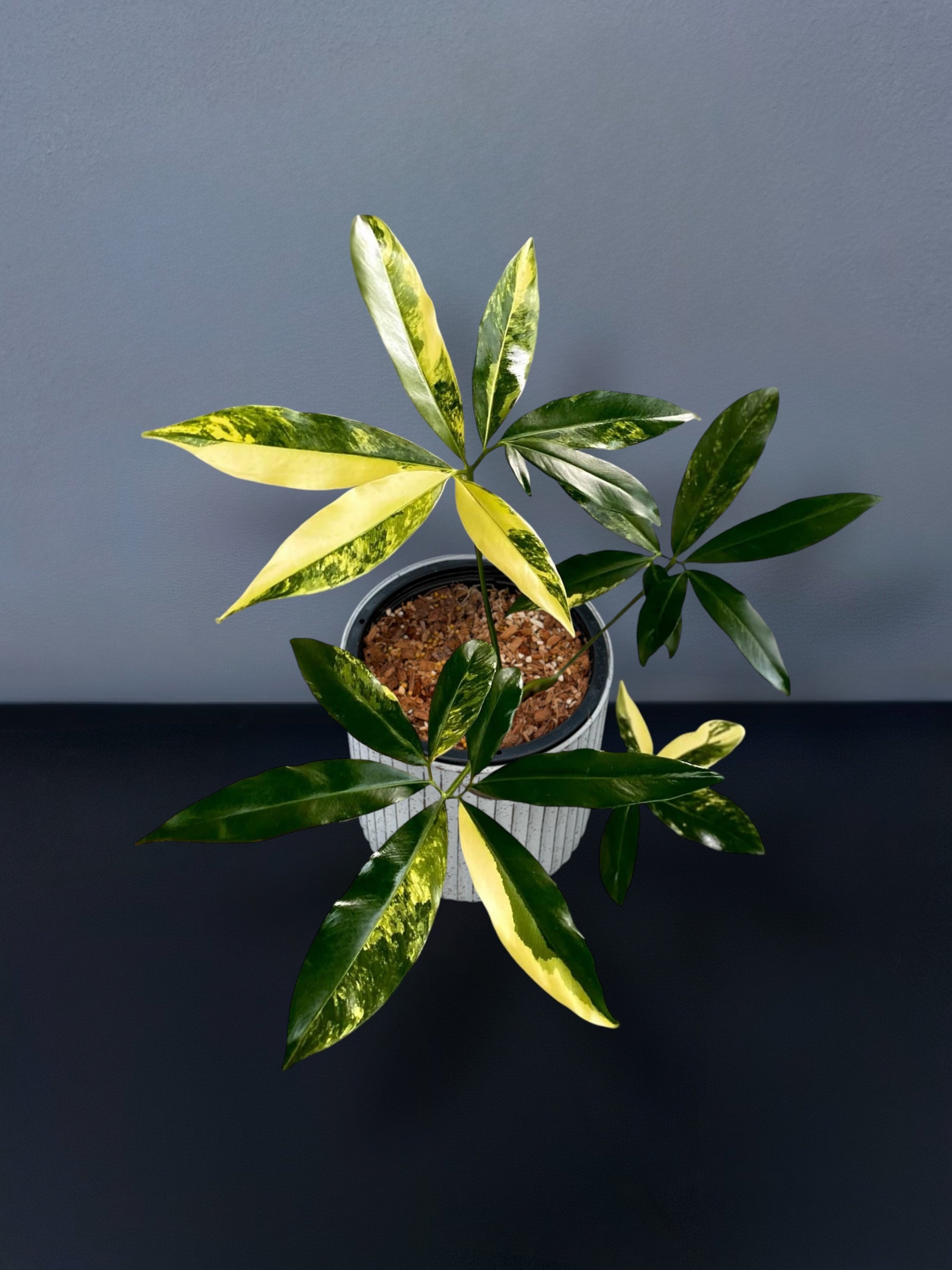 philodendron goeldii variegata Philodendron Goeldii Variegated
